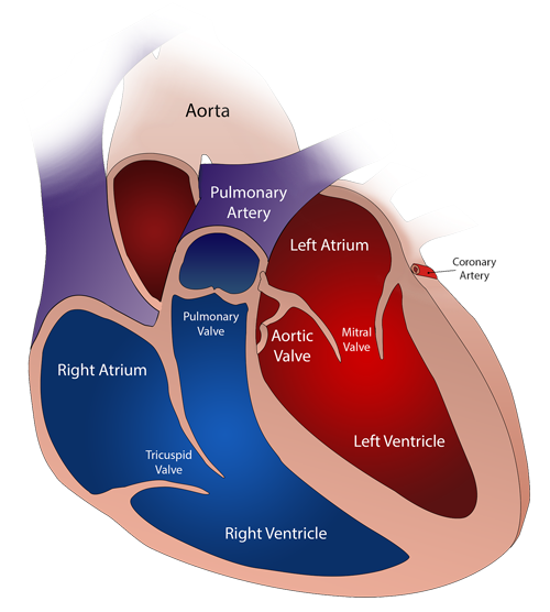 diagram of the heart organ